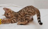 Rassekatze Bengal